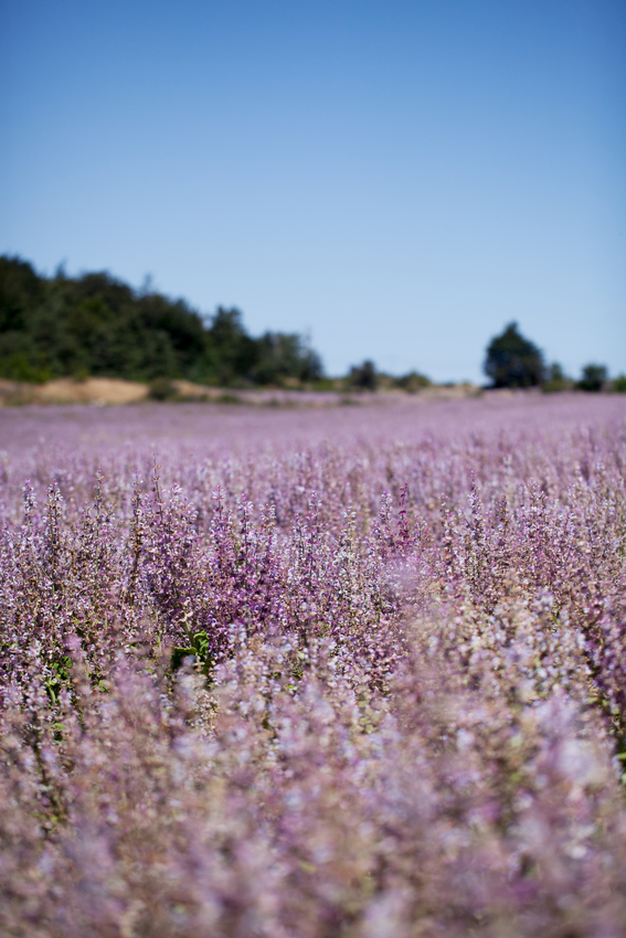 Weleda Global Garden salvia de provenza