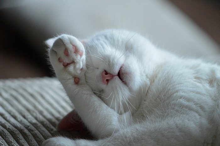 Dormir Bien Secreto Felicidad