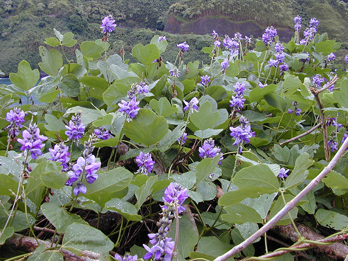 Pueraria Lobata