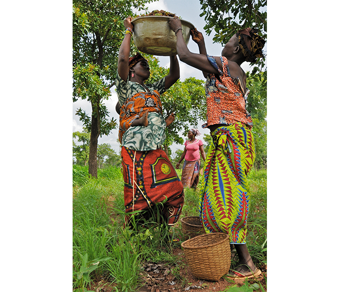 Mujeres africanas recolectando el karité ebele-okoye-1