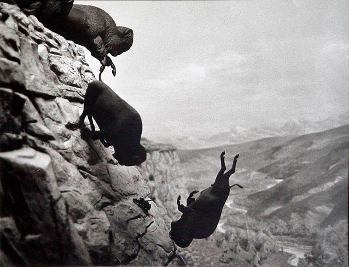 David Wojnarowicz Buffalos