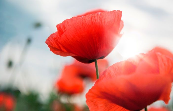 Dia De La Amapola Flower Kenzo Cruz Roja