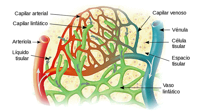 Illu Lymph Capillary Es.svg