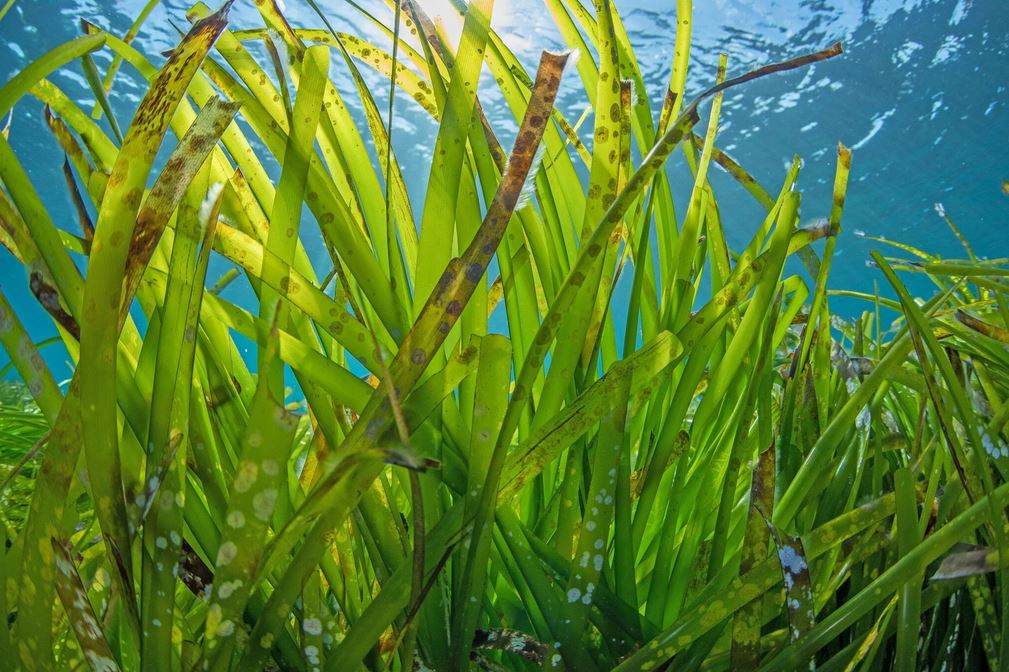 Posidonia 1