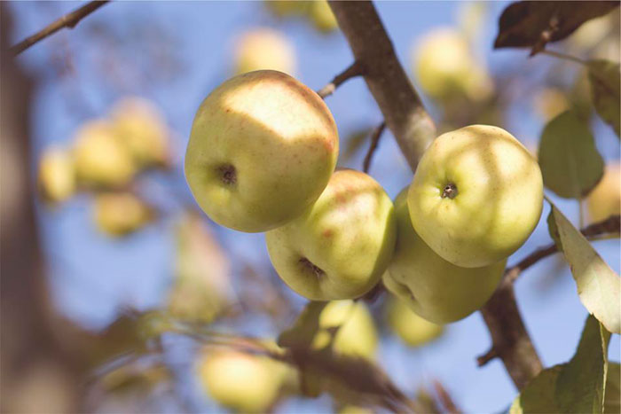 Frutas Contaminadas Disruptores Hormonales