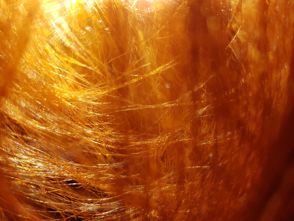 Cabello Con Henna Pura De Belleza Pura
