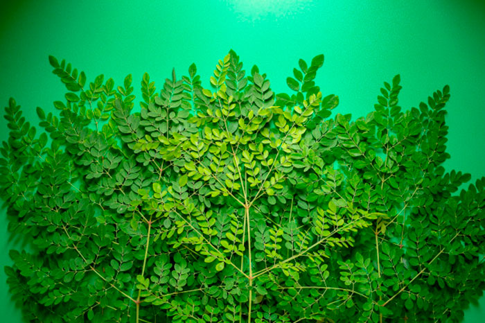 Moringa Cosmetica Ingrediente Anticontaminacion