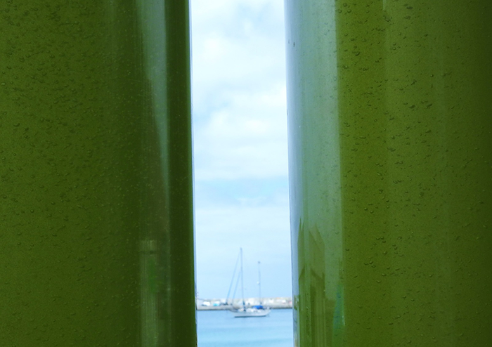 Fotobioreactores Microalgas 3