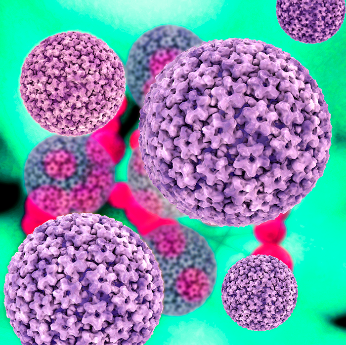 Virus PapilomaHumano (1)
