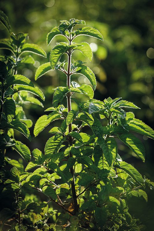 menta acuática Klorane menta
