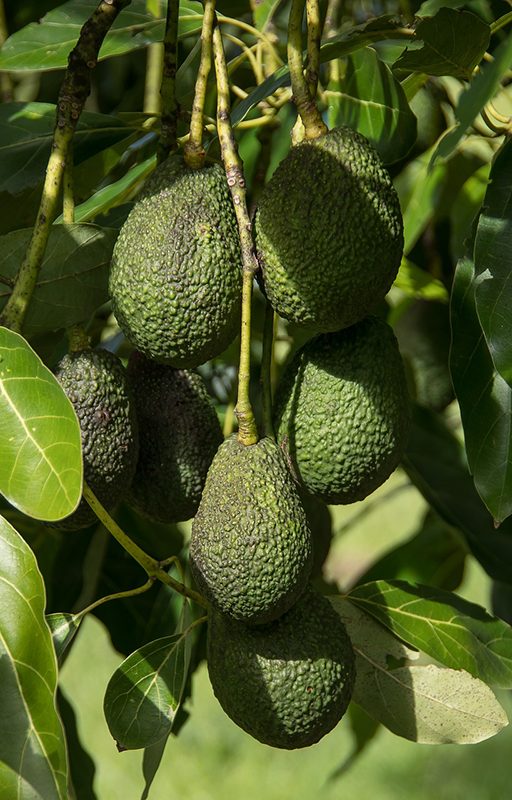 Aguacate Arbol