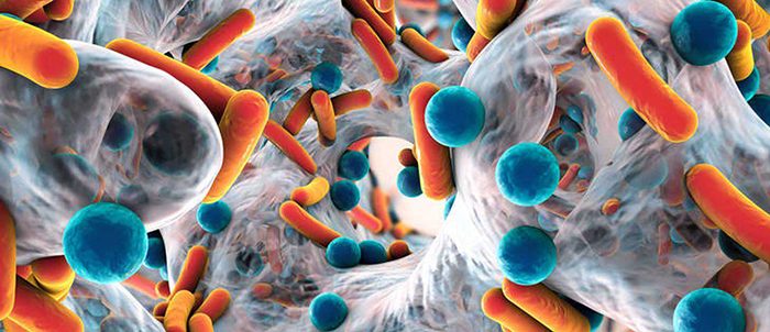 Bacterias