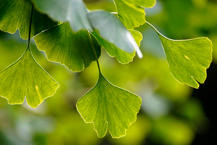 Ginkgo Herbera