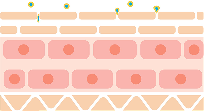 Liposomes Absorption1