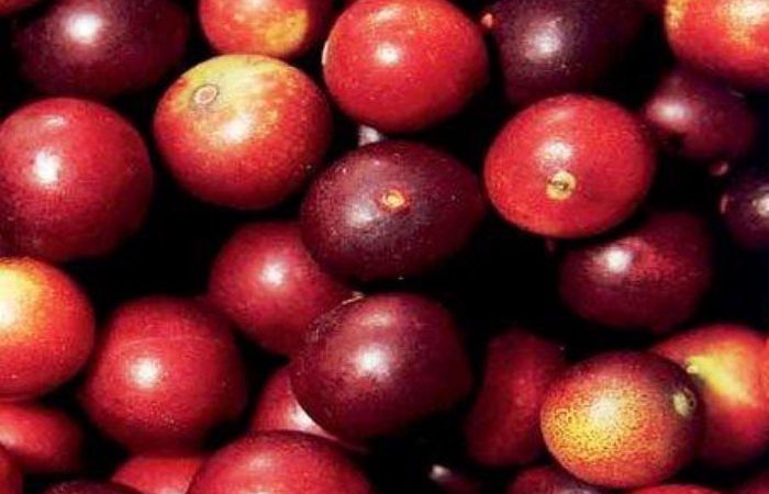 Camu Camu El Fruto Tropical Más Antioxidante