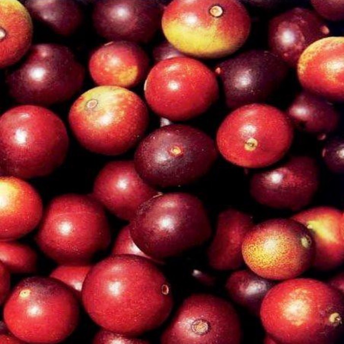 Camu Camu El Fruto Tropical Más Antioxidante