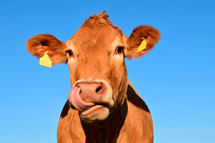 hamburguesas veganas