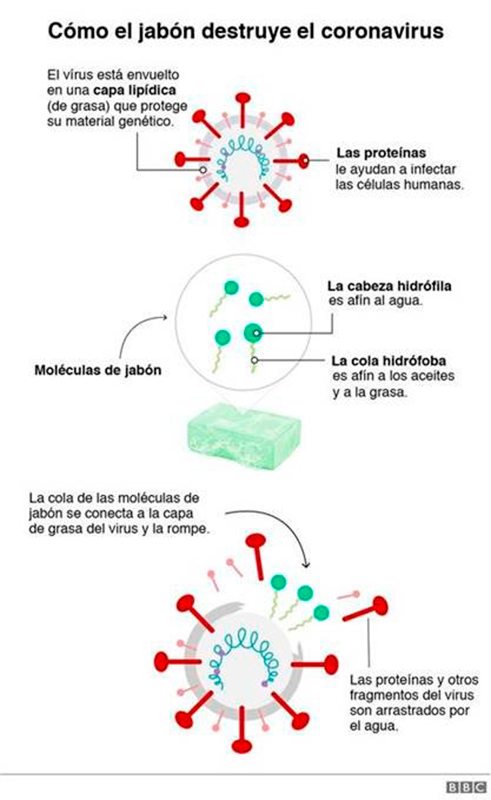 Cómo El Jabón Destruye El Coronavirus (1)