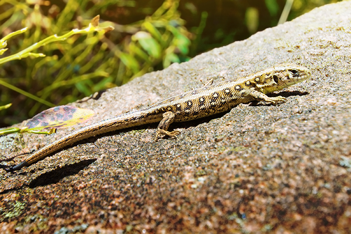 Lagarto Al Sol