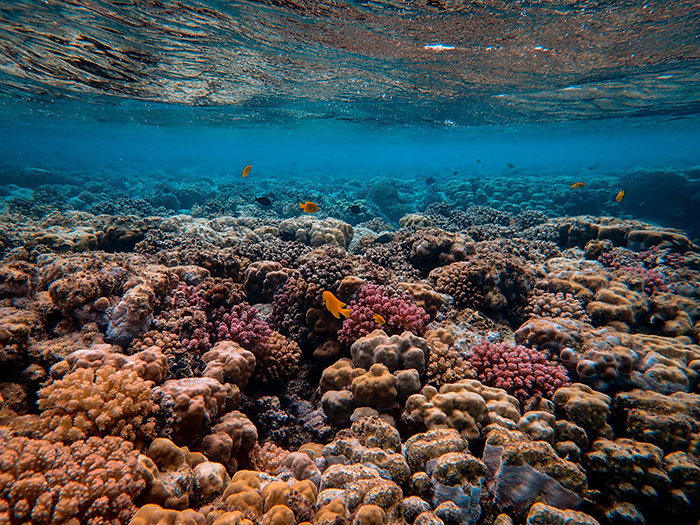 Avene Solares Coral Reef