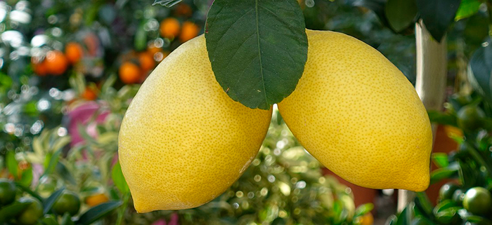 LIMONES