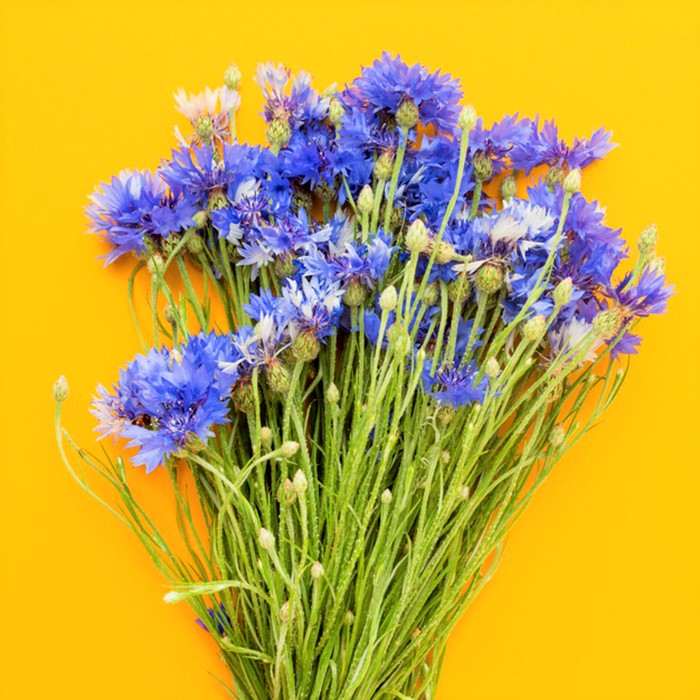 Klorane presenta su nueva línea