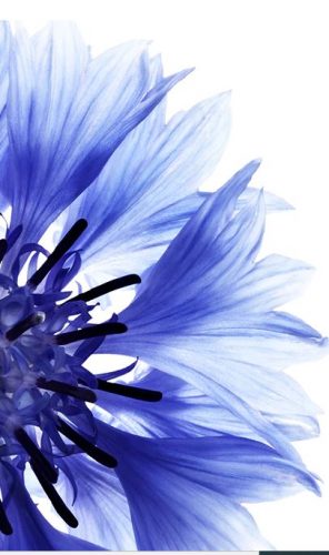 Klorane presenta su nueva línea 