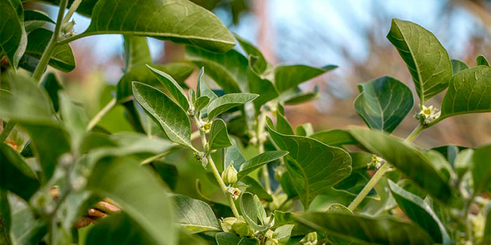 ashwagandha-2
