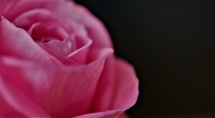 rosa aroma anosmia arkopharma olfae