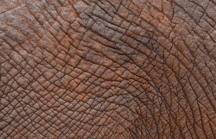 Elephant Skin 4950144 1280
