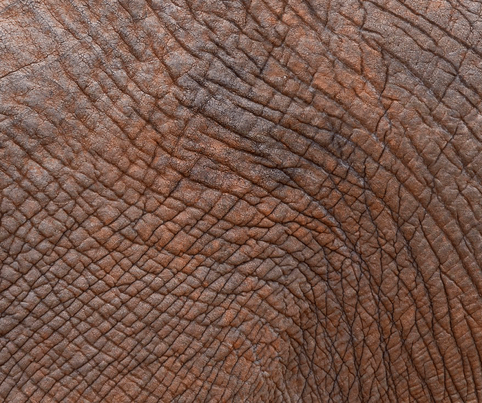 Elephant Skin 4950144 1280