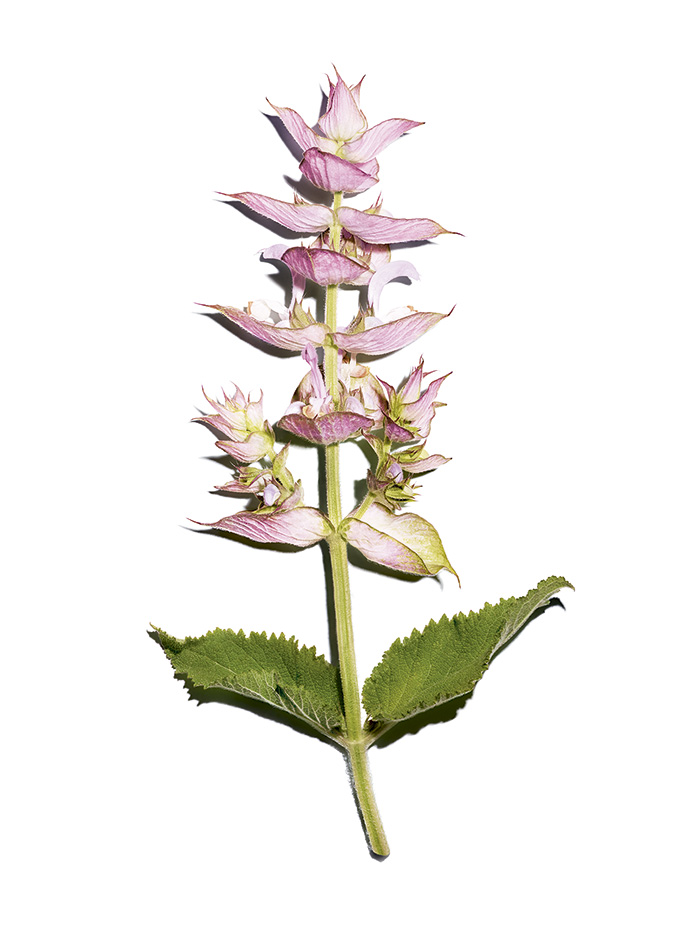 Salvia Sclarea Remedio Calmante Piel