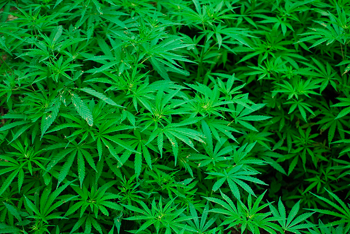 Foliage 1157792 1280