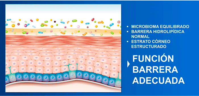 Microbioma Equilibrado