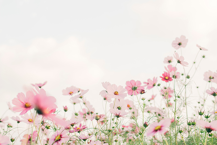 Perfumes Primavera Fragancias Femeninas