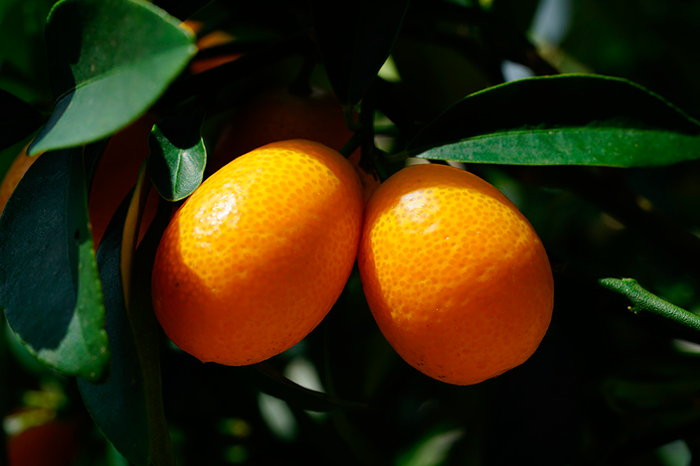 línea energizante con kumquat