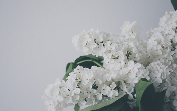 Perfumes Femeninos Nicho Novedades Lanzamientos