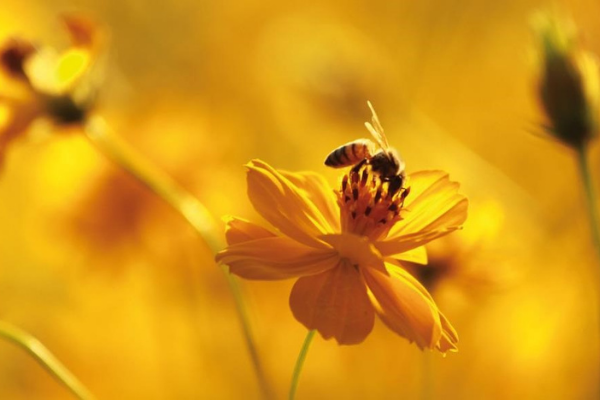 Día De Las Abejas 2021 Toda La Cosmética Con Miel