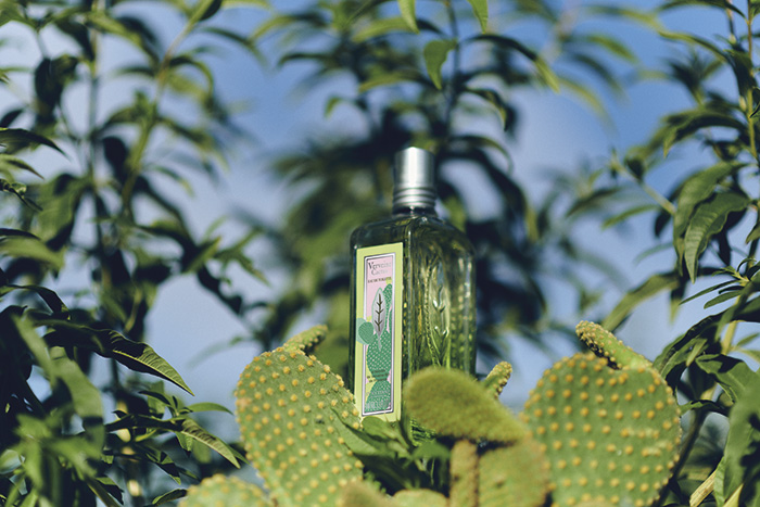 Eau de Toilette Verbena Cactus