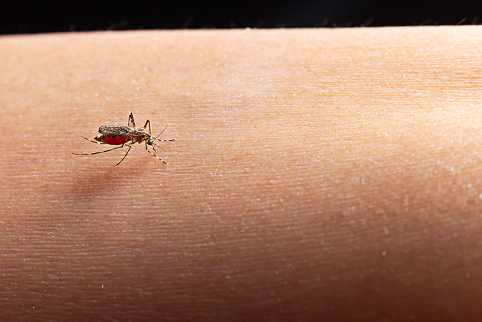 Close Up Of Mosquito Sucking Blood