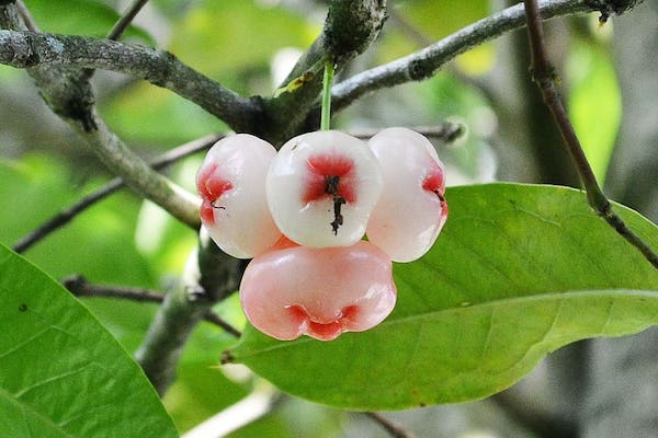 Jambu, El Bótox Biológico