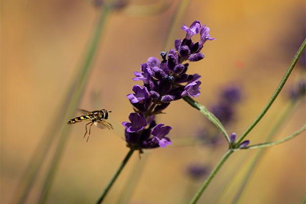 Picaduras De Insectos