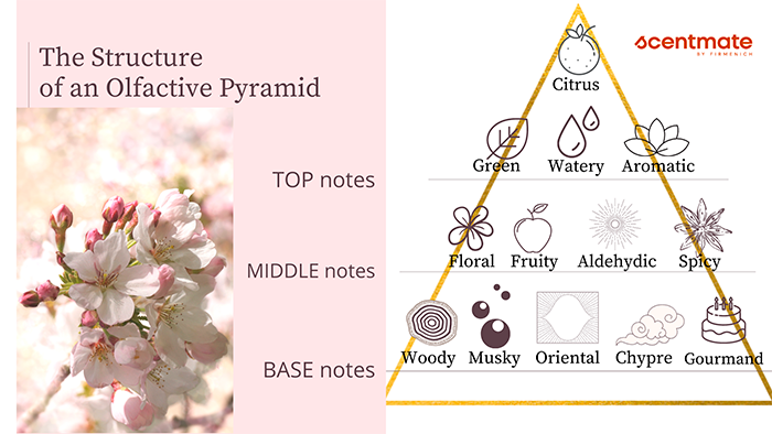 Piramide Olfativa Perfumes Personalizados Scentmate