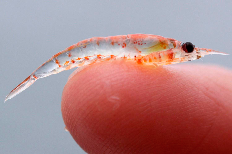 Aceite De Krill