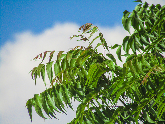 Aceite De Neem Propiedades Cosmetica