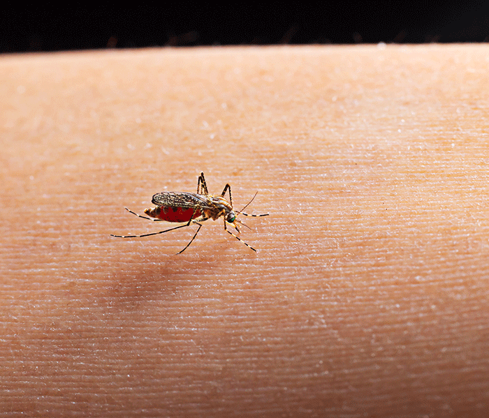 Mosquito Picando