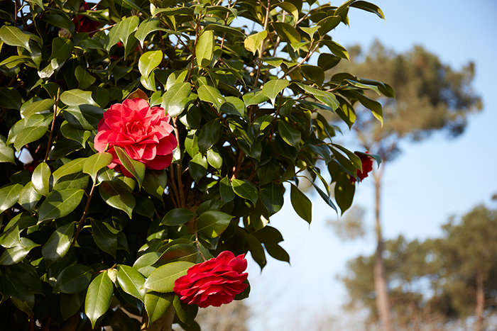 Chanel Nº 1 Camelia Roja