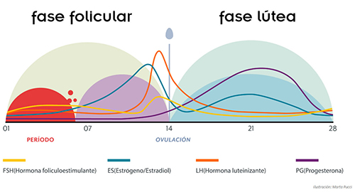 menstruacion-2