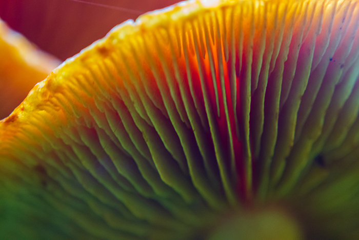 Hongos Alergias Hifas Da Terra