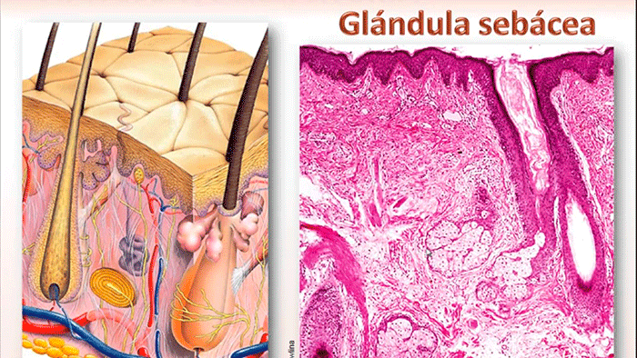 fórmulas acabar rosácea Glandula Sebacea
